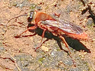 Avispa roja sobre tierra