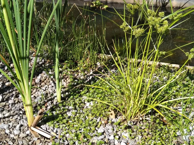 Juncos y plantas en la orilla de gravilla del humedal