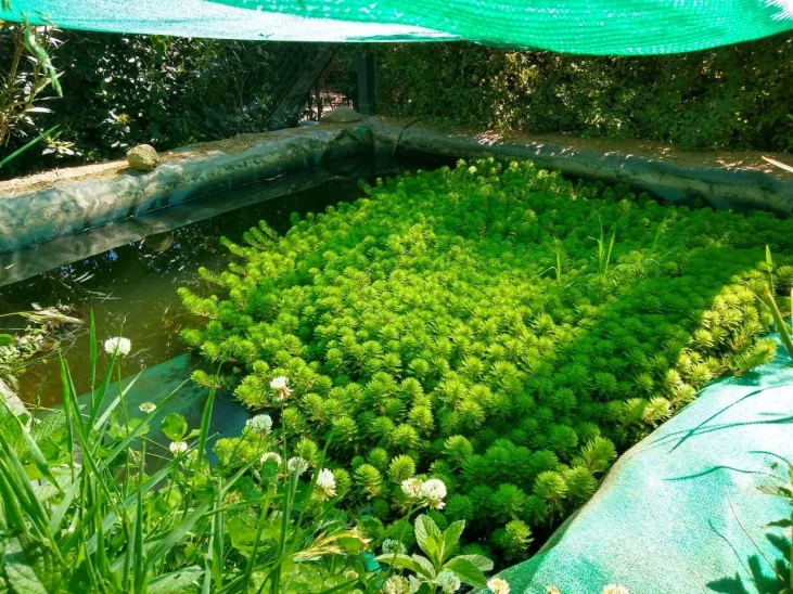 Plantas acuáticas cubriendo una poza del humedal