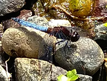 Libélula azul posada sobre piedras
