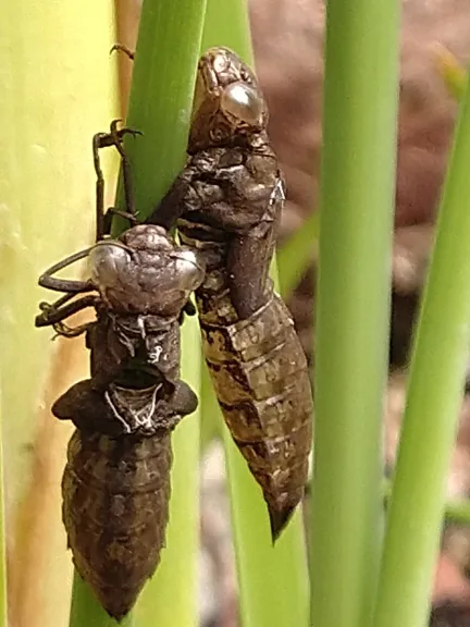 Exuvia de libélula en un junco