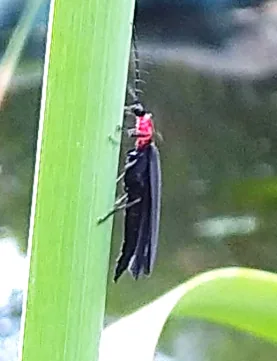 Insecto de alas negras y tórax rojo sobre un junco